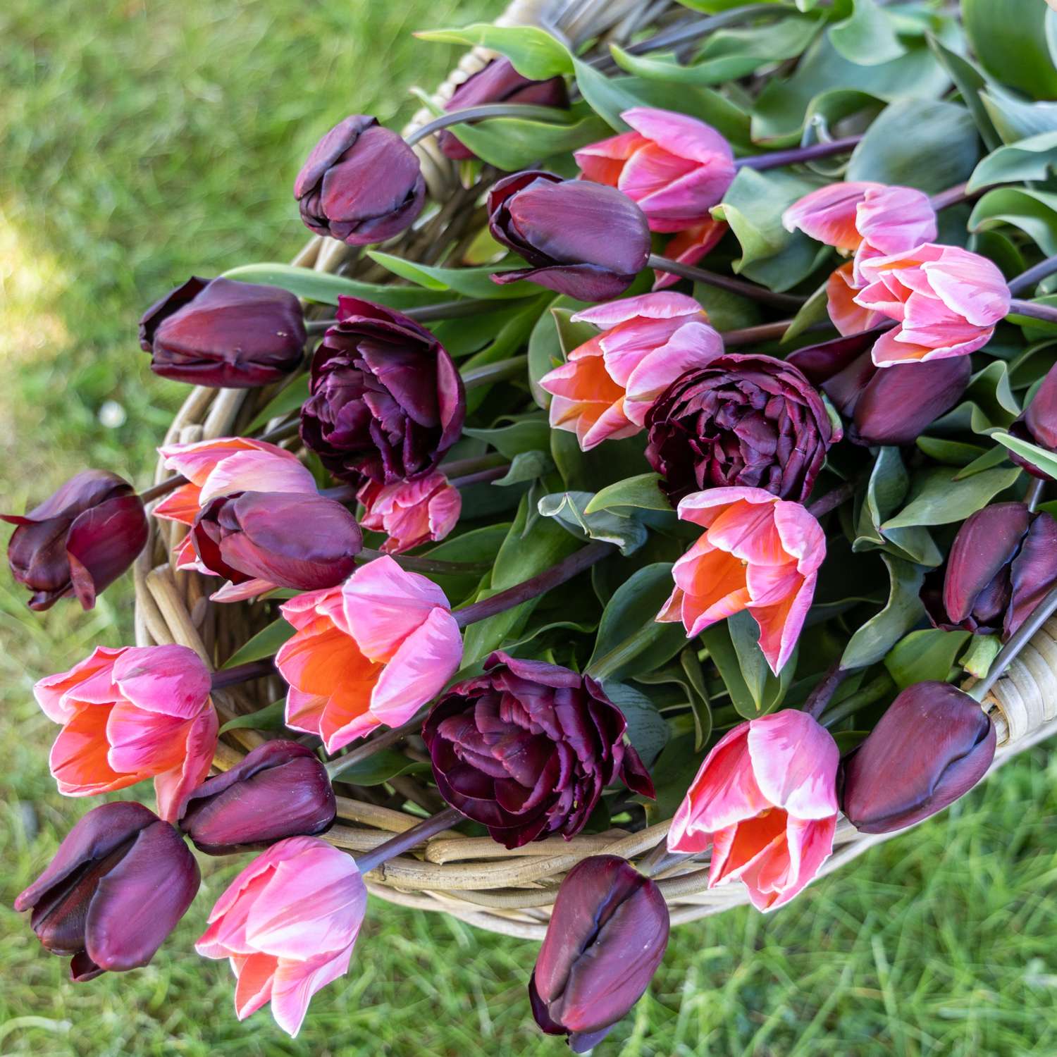 Tulpen-Mischung 'Chiaroscuro'